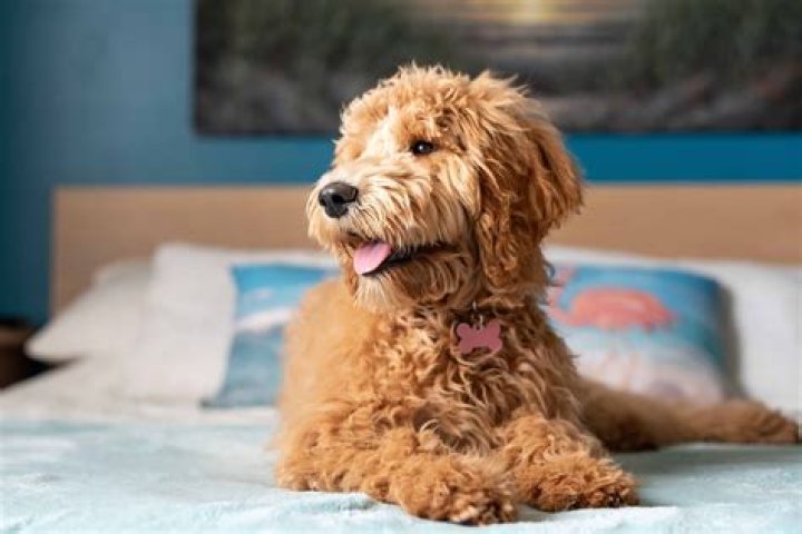 Adele Golden Doodle dogs Bob and Freddy