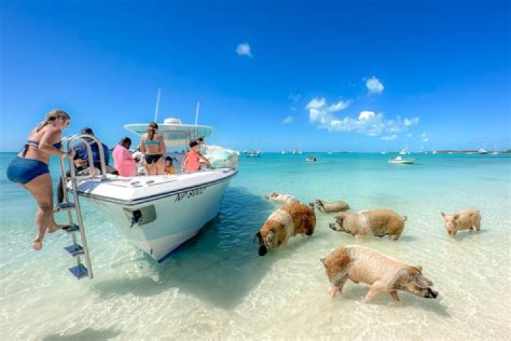 Bahamas Shore Excursions & Excursion Tours
