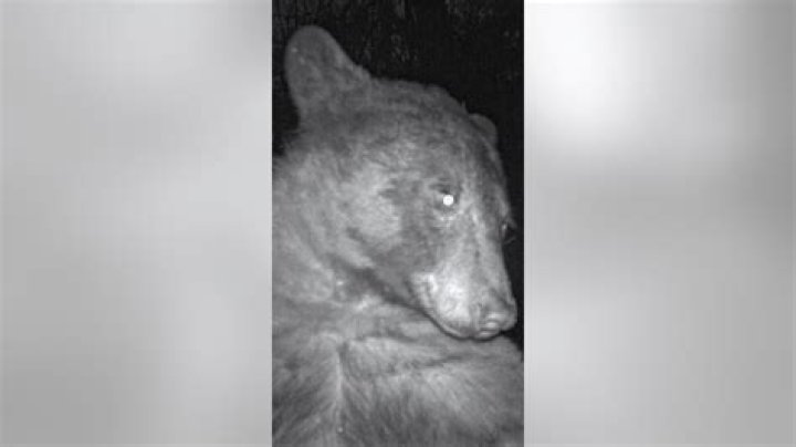 Bear in Colorado took 400 selfies on trail camera