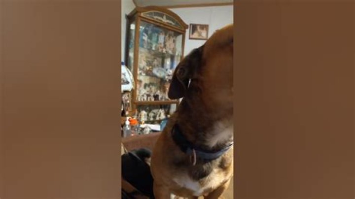 Blackjack and Peanut YouTube
