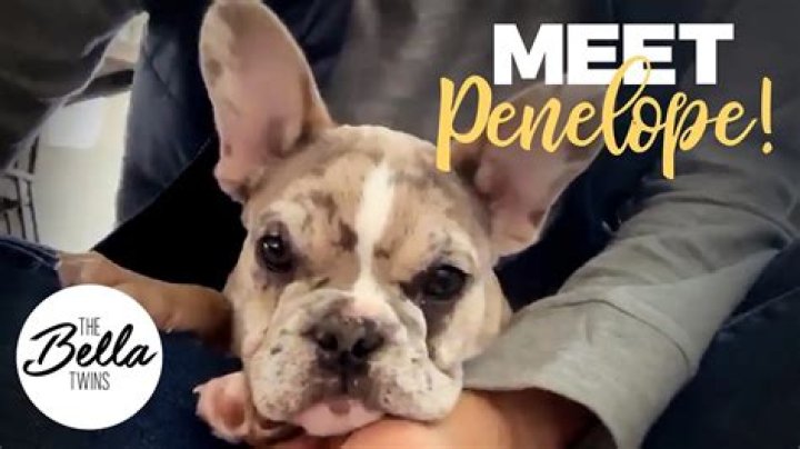 Brie Bella Pets