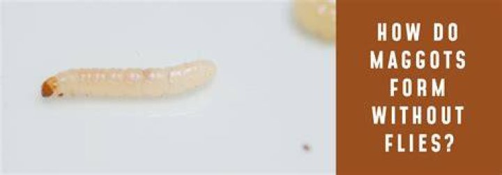 Can maggots form from nothing?