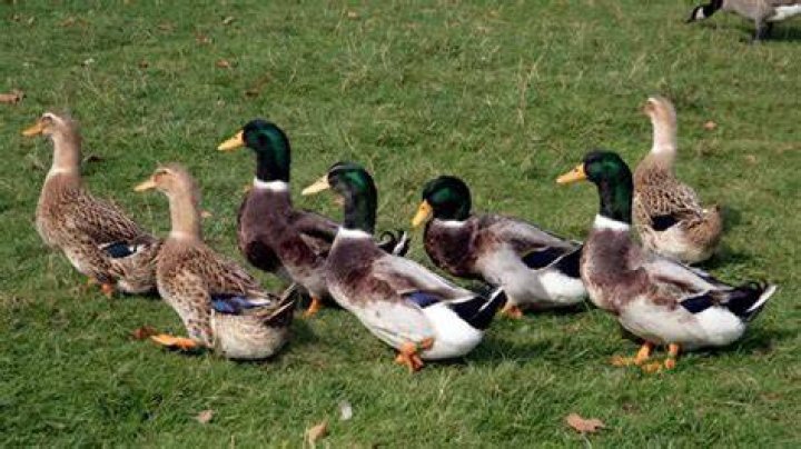Do ducks go broody?
