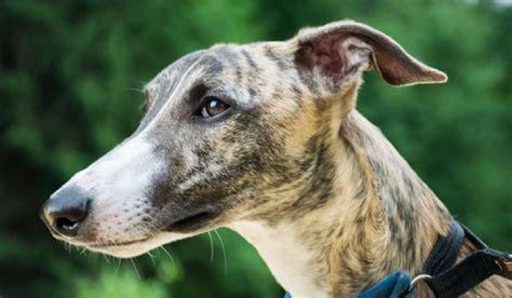Do head shops sell whippets?