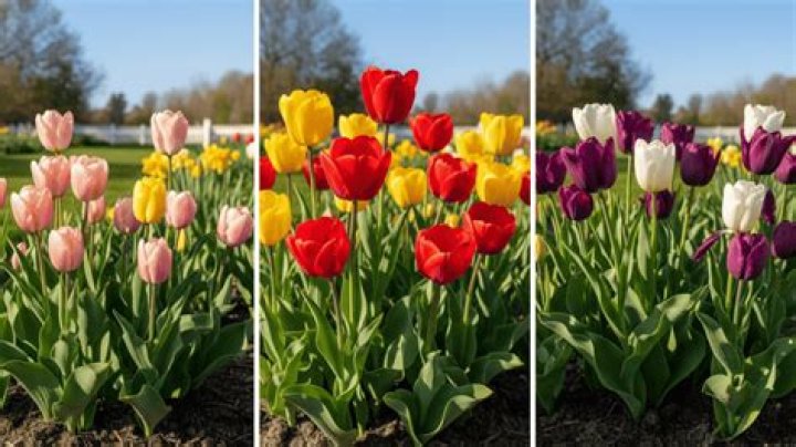 Do tulips only bloom once?