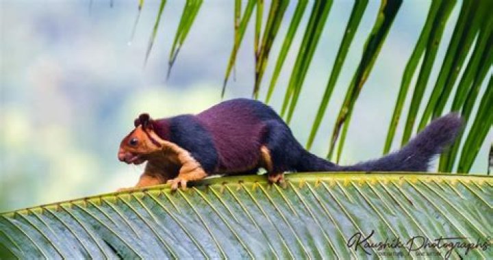 Giant Malabar Stylish Squirrel
