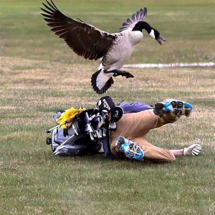 Goose attack teen