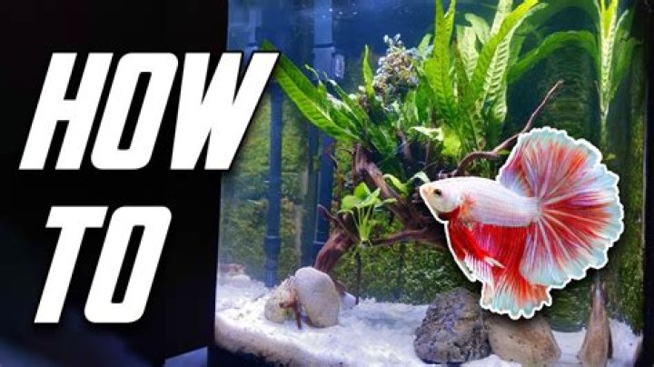 How do I make my fish my default shell?