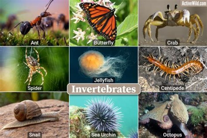 How do invertebrates move?