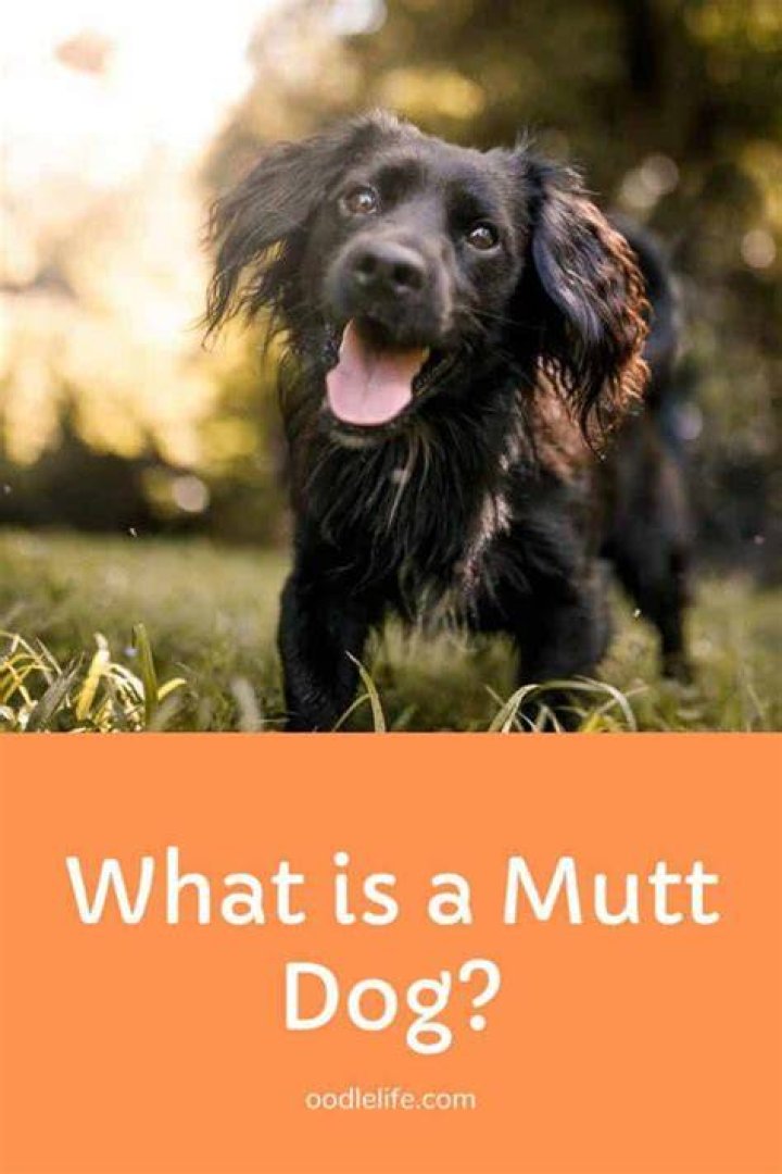 Is Mutt a derogatory term?