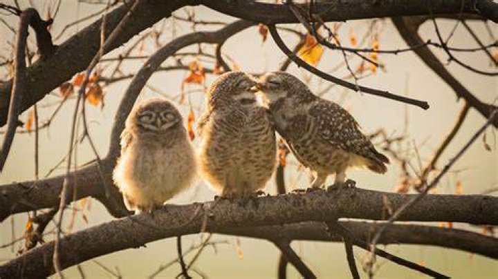 Junior Photographer Category Winner - Comedy Pets Photography Awards 2022