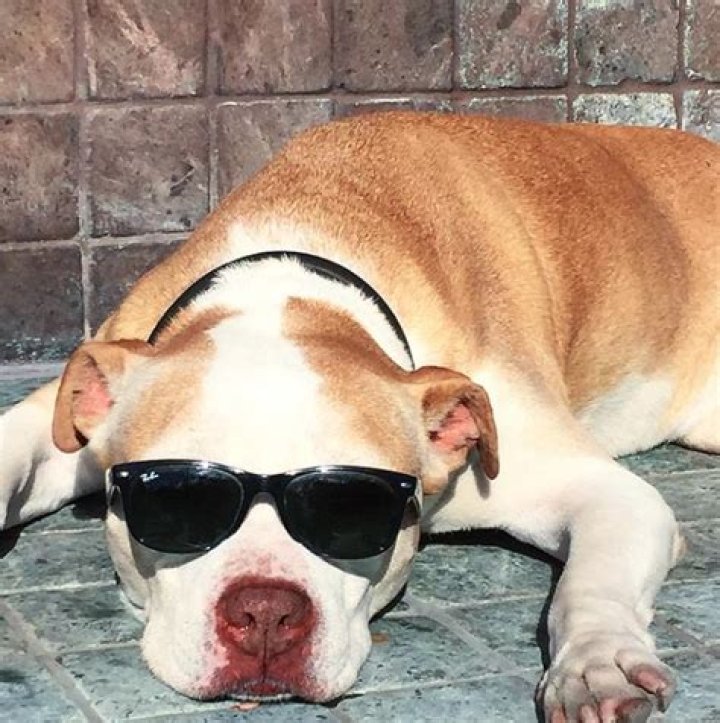 Justin Chambers Pets