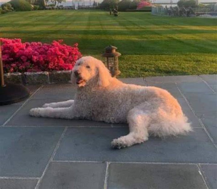 Kathie Lee Gifford Pets
