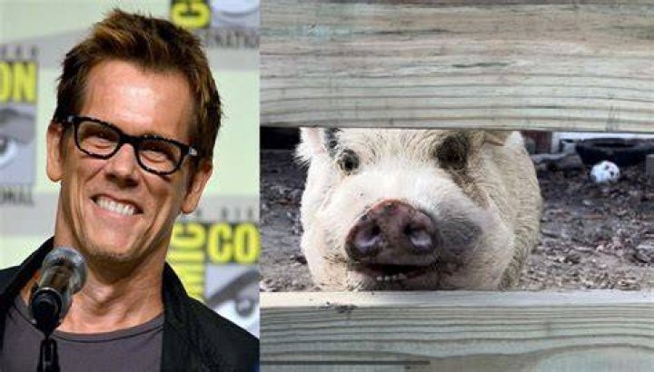 Kevin Bacon the pig escaped from his farm in Pennsylvania