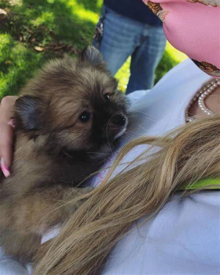 Kim Petras dog Schnitzel