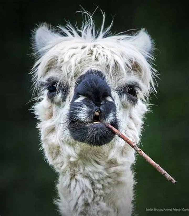 other creatures winner- Comedy Pets Photography Awards 2022