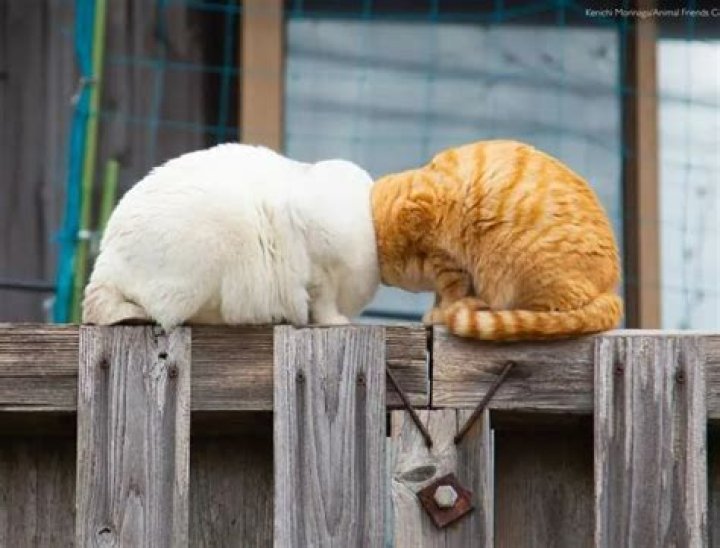 overall and cat winner - Comedy Pets Photography Awards 2022