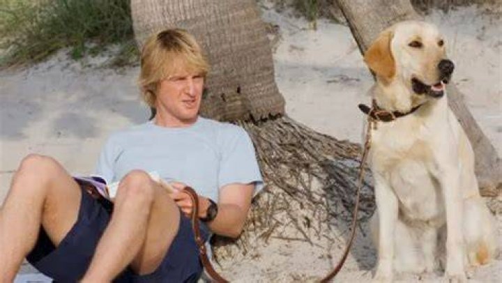 Owen Wilson Pets