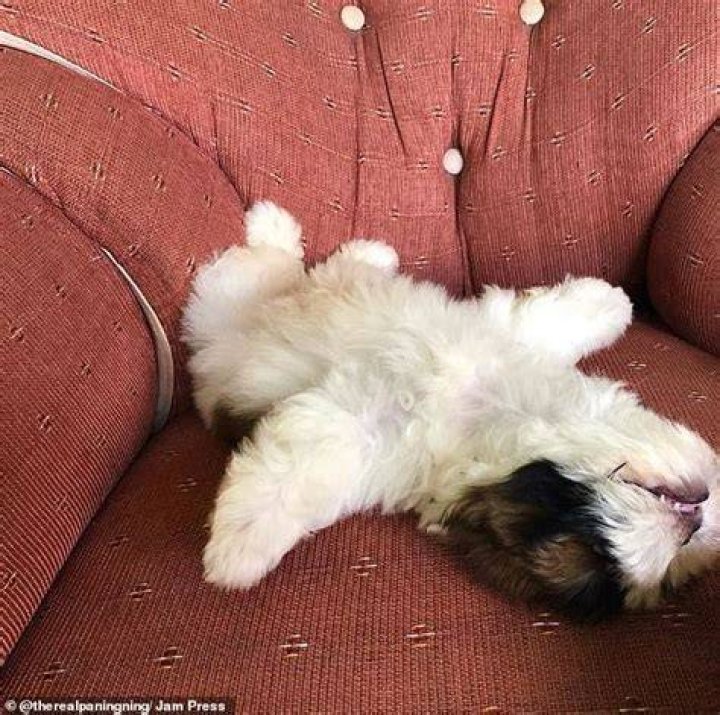 Paningning the shih tzu that sleeps on his back
