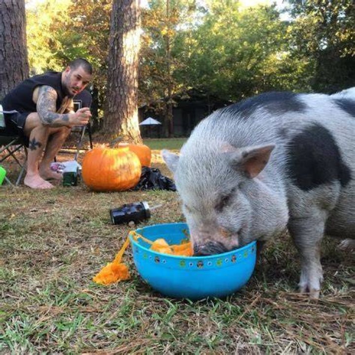 Phil Anselmo Pets