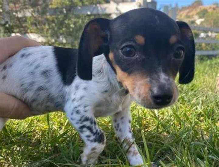 Priscilla Quintana Pets