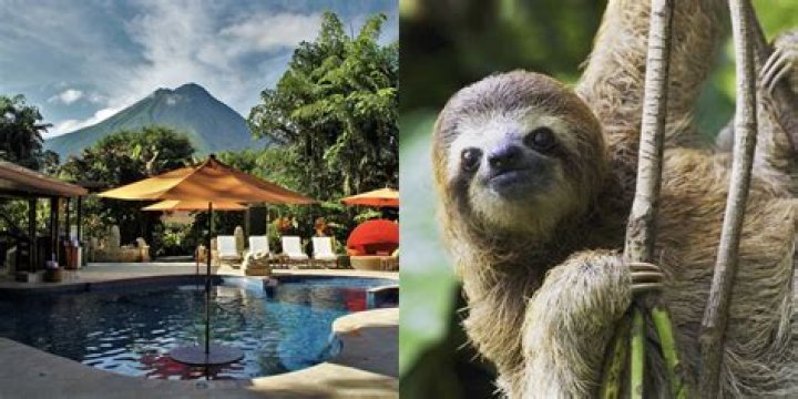 sloth break in costa rica