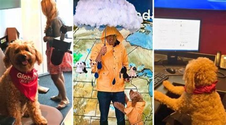Storm the Weather Dog for Global News Toronto Canada