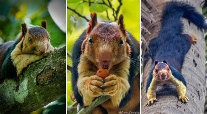 Stylish Squirrel