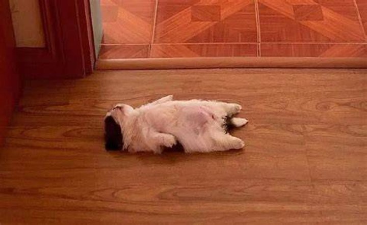Tiny Paningning the Shih Tzu is a big MOOD