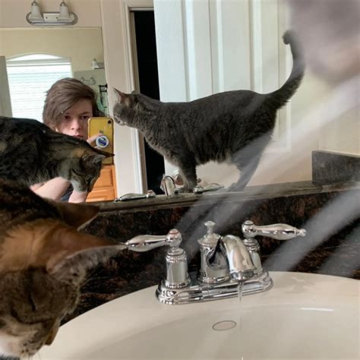 Weston Koury Pets