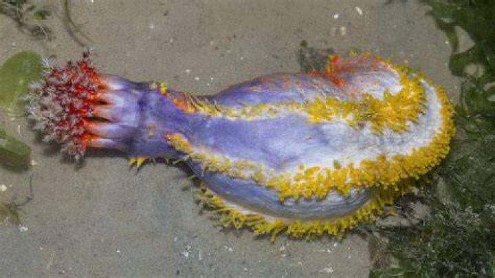 What eats a sea cucumber?