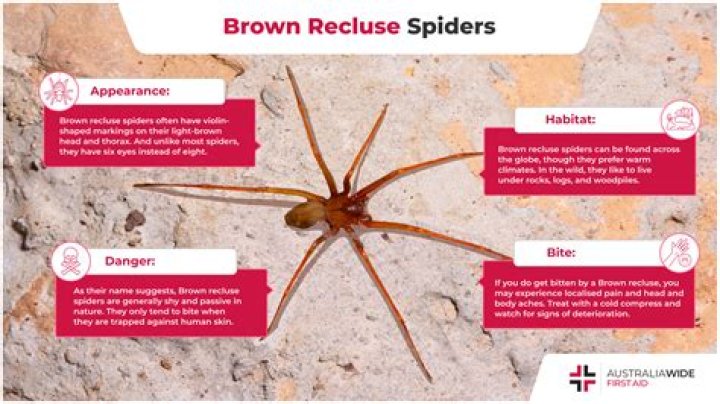 What eats brown recluse spiders?