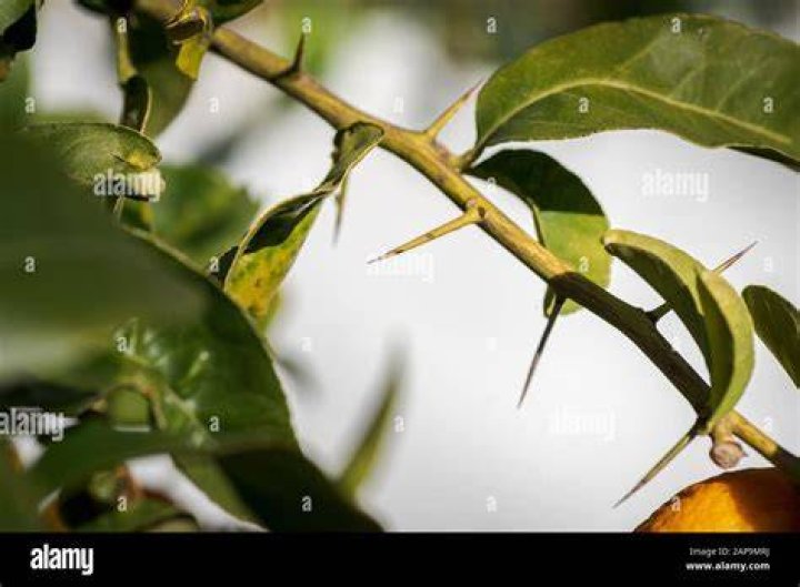 Which lime tree has thorns?
